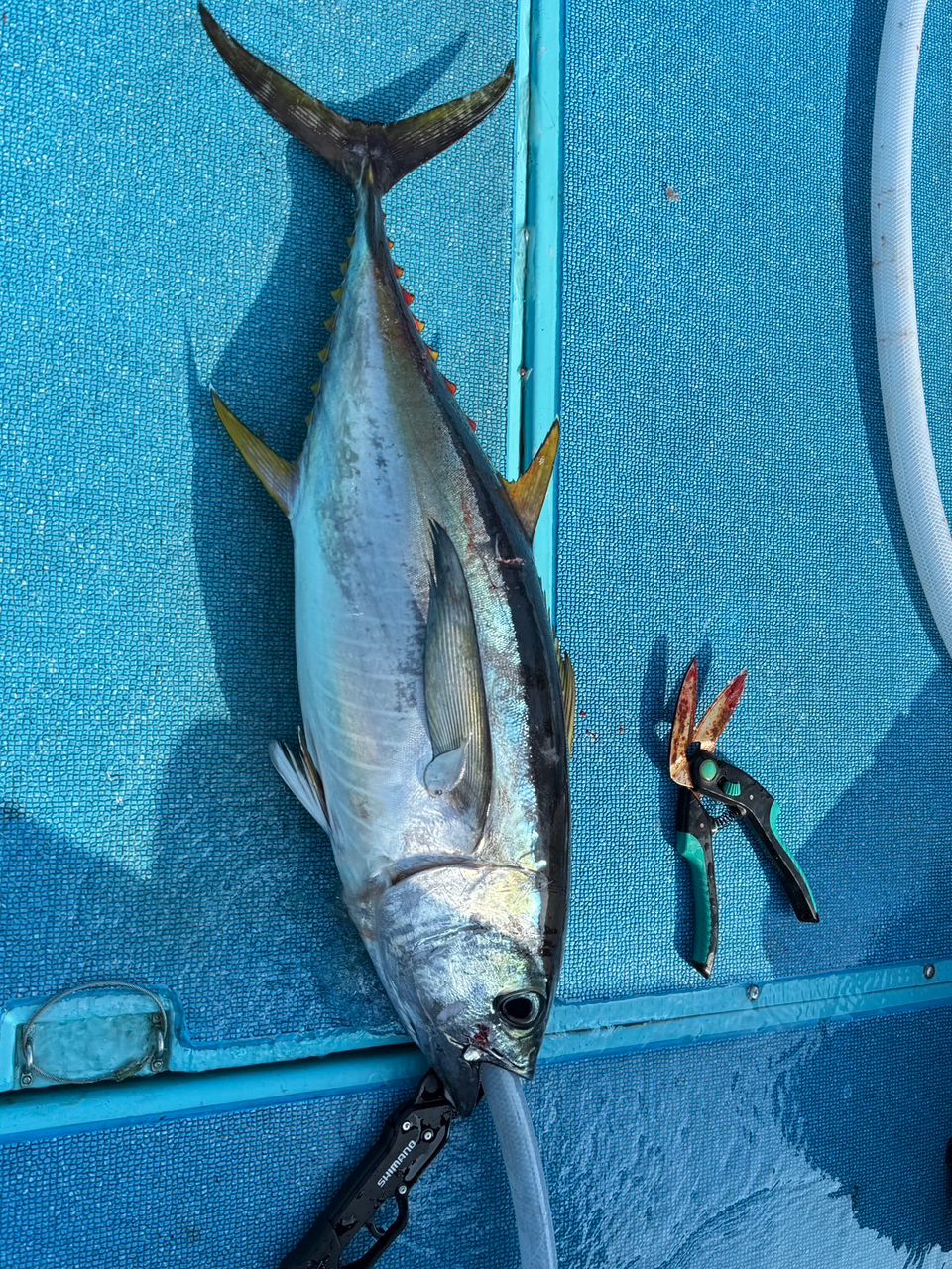 junzoさんの釣果 1枚目の画像