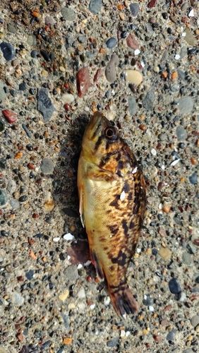 クロソイの釣果