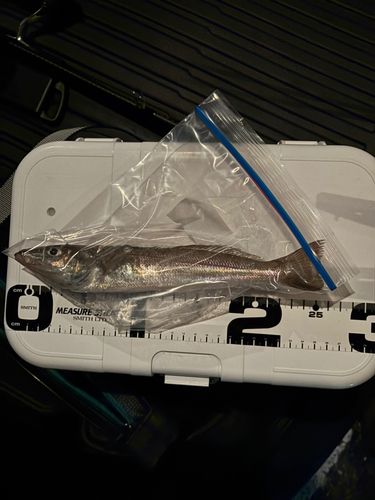 スズキの釣果