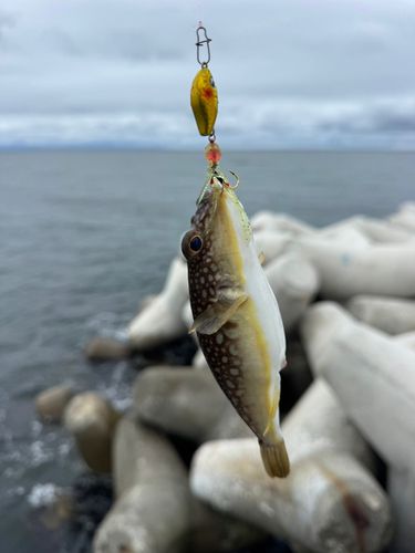 クサフグの釣果