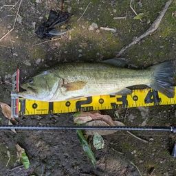 ラージマウスバス