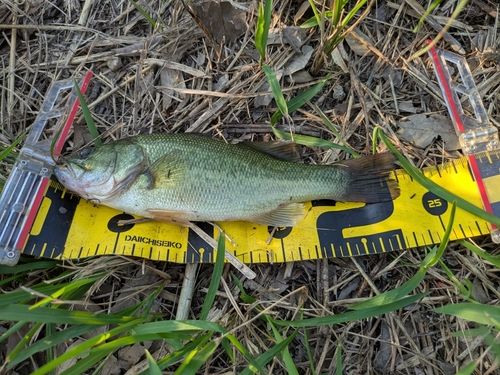 ラージマウスバスの釣果