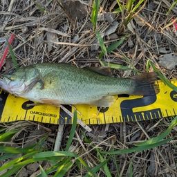 ラージマウスバス