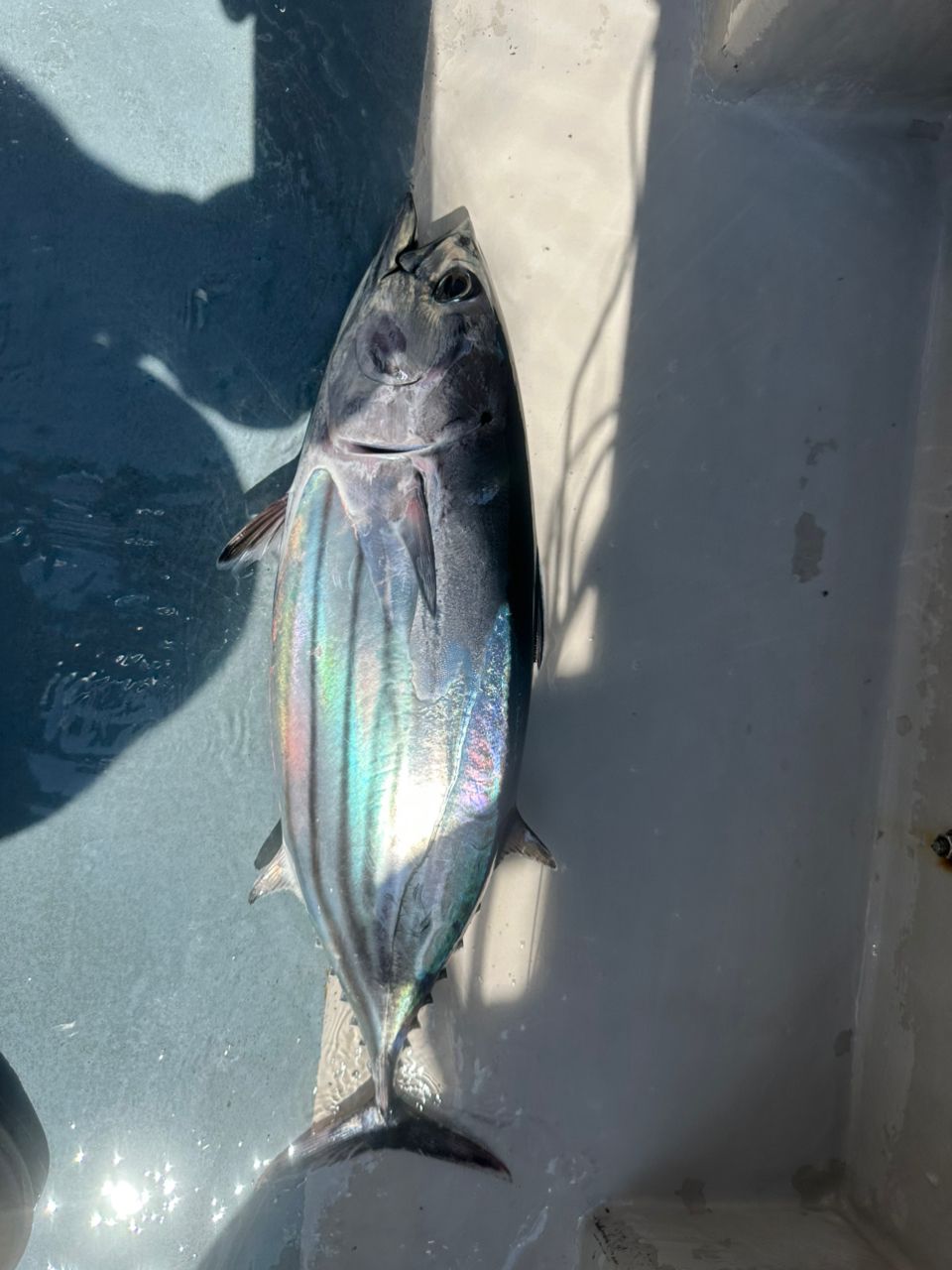 釣りキッチさんの釣果 2枚目の画像