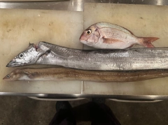 タチウオの釣果