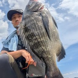 クロダイ