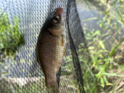 コイの釣果