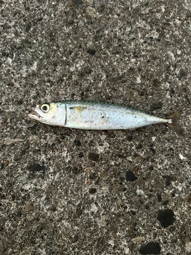 サバの釣果