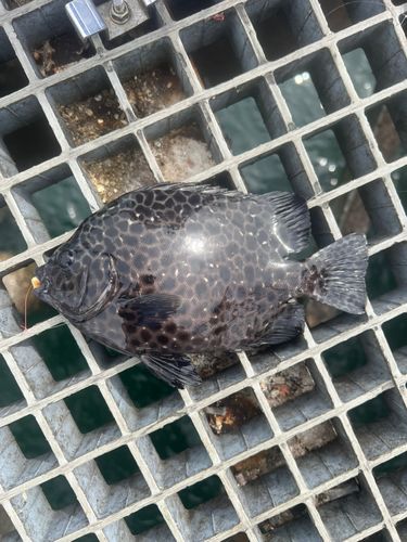 イシガキダイの釣果
