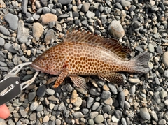 オオモンハタの釣果