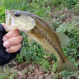 ラージマウスバス