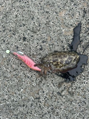 コウイカの釣果