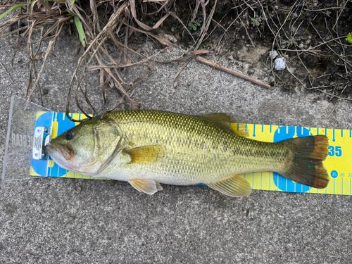ブラックバスの釣果