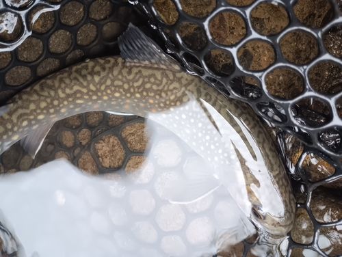ブルックトラウトの釣果