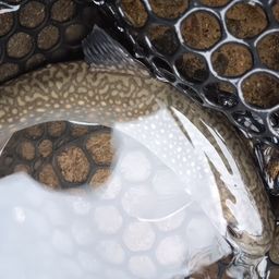 ブルックトラウト
