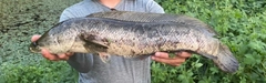 ライギョの釣果