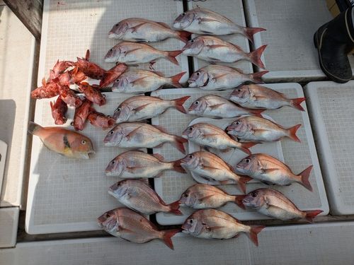 タイの釣果