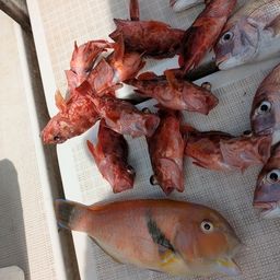 アラカブ