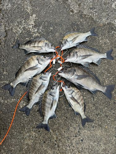 クロダイの釣果