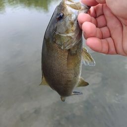 スモールマウスバス