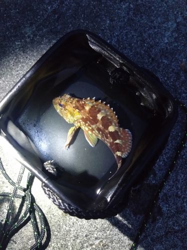 カサゴの釣果
