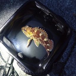 カサゴ