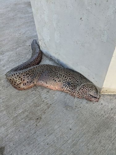 ウツボの釣果