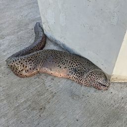 ウツボ