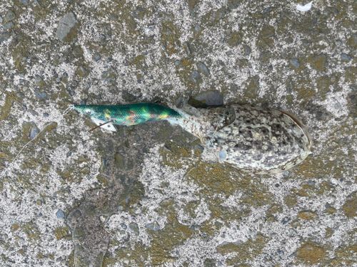 コウイカの釣果