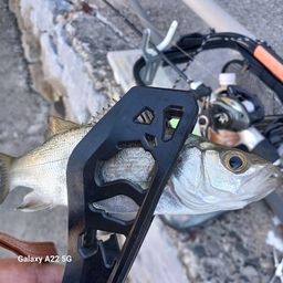 セイゴ（マルスズキ）