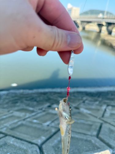 マハゼの釣果