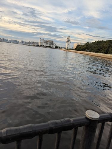 キビレの釣果