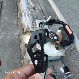 セイゴ（タイリクスズキ）