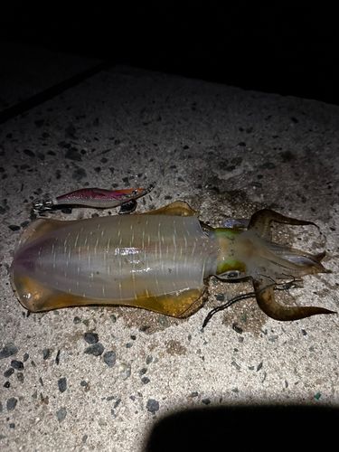 アオリイカの釣果