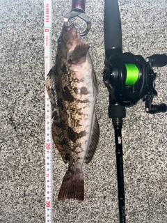 アイナメの釣果
