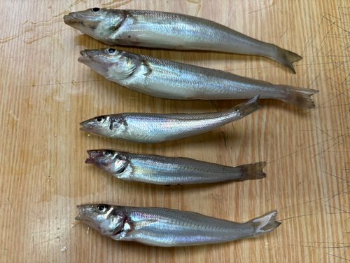 キスの釣果
