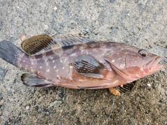 アコウの釣果