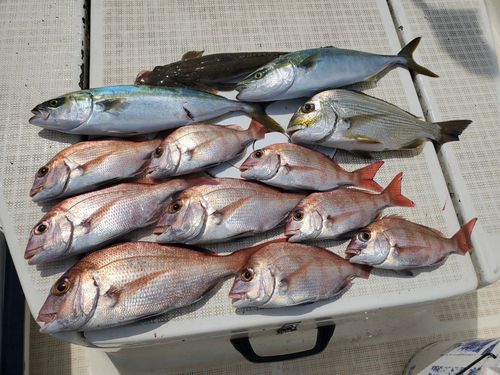マダイの釣果