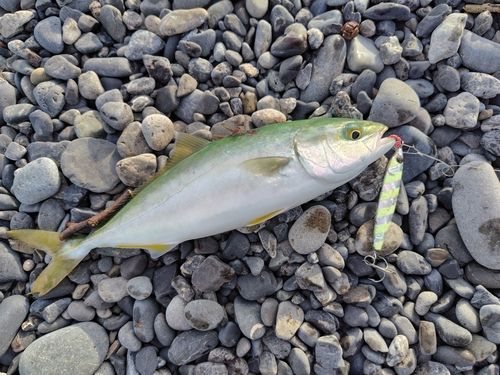 ワカシの釣果