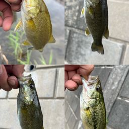 スモールマウスバス