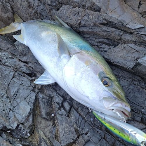 ヒラマサの釣果