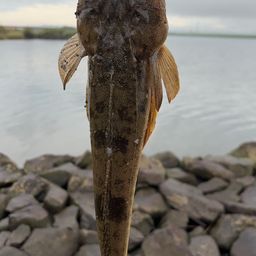 マゴチ