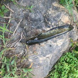 イワトコナマズ