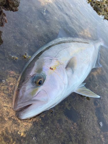 ショゴの釣果