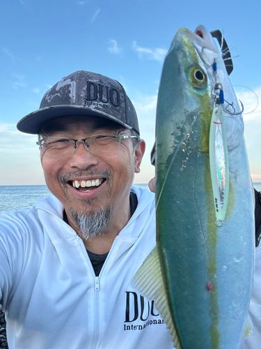 ワカシの釣果