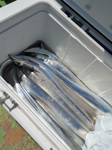 タチウオの釣果