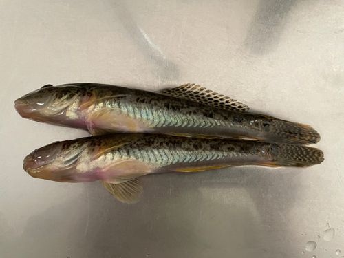ハゼの釣果