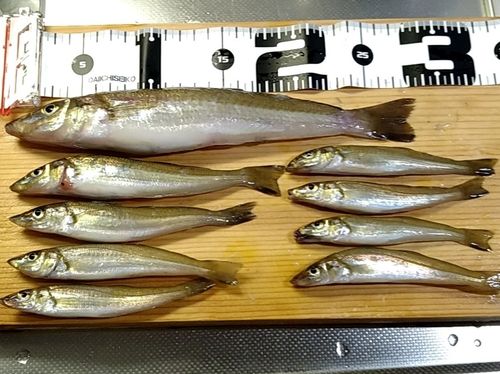 シロギスの釣果