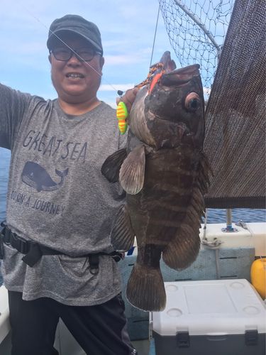 マハタモドキの釣果