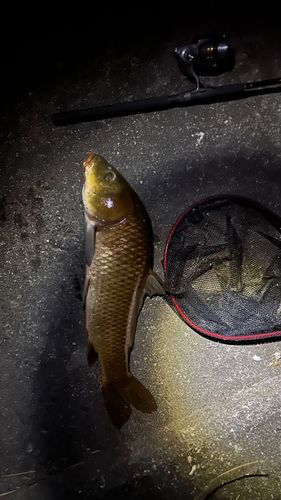 コイの釣果